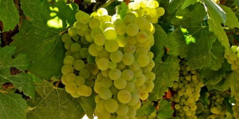 Opis chardonnay grožđa i upotreba za pravljenje vina